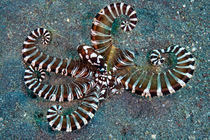 Wonderpus (Wunderpus photogenicus) on seabed flaring its arms, curling the ends and shows a contrasting colour pattern as a warning, Bitung, North Sulawesi, Indonesia, Lembeh Strait, Molucca Sea.