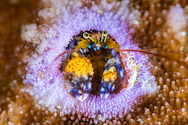 Coral hermit crab (Paguritta sp.) peering out from its hole in a coral reef, Bitung, North Sulawesi, Indonesia, Lembeh Strait.