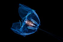 Comb jelly (Ctenophora) drifting in open ocean at night, Bitung, North Sulawesi, Indonesia, Lembeh Strait.