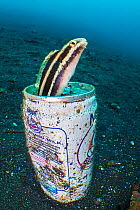 Shorthead sabretooth blenny (Petroscirtes breviceps) emerging from its home in a discarded tin can, Bitung, North Sulawesi, Indonesia, Lembeh Strait.