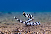 Banded snake eel (Myrichthys colubrinus) swimming across the seabed, North Sulawesi, Indonesia, Lembeh Strait.
