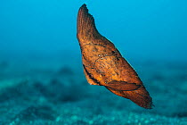 Circular spadefish (Platax orbicularis) juvenile, swimming over the seabed, North Sulawesi, Indonesia, Lembeh Strait.