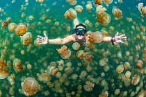 A snorkeller swimming through an aggregation of Golden jellyfish (Mastigias sp.) in a marine lake, Jellyfish Lake, Eil Malk Island, Palau, Pacific Ocean. November, 2015.