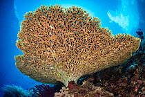 Table coral (Acropora sp.) growing on a reef wall, Tubbataha Atolls, Palawan, Philippines, Sulu Sea.