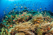 Coral reef scene with multiple species of Princess anthias (Pseudanthias smithvanizi), Threadfin anthias (Pseudanthias huchti), Redfin anthias (Pseudanthias dispar) and feathery hydroids (Aglaophenia...