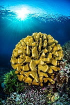 Hard coral colony (Pocillopora sp.) on a coral reef with sunburst Tubbataha Atolls, Palawan, Philippines, Sulu Sea.