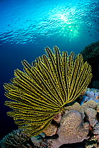 Bennett's feather star (Oxycomanthus bennetti) spreading its arms as sunset approaches on the reef, Tubbataha Atolls, Palawan, Philippines, Sulu Sea.