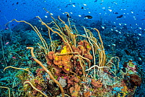 Phillipine chromis (Chromis scotochiloptera) swimming around Sea whip corals (Junceella sp.) and sponges, Tubbataha Atolls, Palawan, Philippines, Sulu Sea.