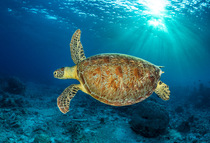 Green turtle (Chelonia mydas) female, swimming over coral reef with sunburst, Tubbataha Atolls, Palawan, Philippines, Sulu Sea. Endangered.