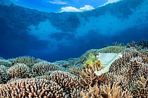 Plastic pollution (diaper/nappy) on the pristine hard coral (Acropora sp.) growth on the remote Tubbataha Reefs,  Tubbataha Atolls, Palawan, Philippines, Sulu Sea.