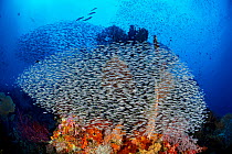 Shoal of Convict blennies (Pholidichthys leucotaenia) forming a tight ball, defensive behaviour, on a coral reef, Raja Ampat, West Papua, Ceram Sea, Pacific Ocean.
