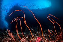 Group of red Sea whips (Junceella sp.) growing beneath an overhang on a coral reef, Raja Ampat, West Papua, Ceram Sea, Pacific Ocean.