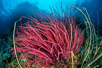 Red sea whip (Ellisella sp.) on a coral reef, Raja Ampat, West Papua, Ceram Sea, Pacific Ocean.