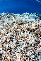 Digitate leather coral (Sinularia sp.) bleached as a result of elevated water temperatures, which cause the coral to expel its zooxanthellae. This bleaching occured in late 2022, due to warming water...