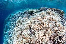 Digitate leather coral (Sinularia sp.) bleached as a result of elevated water temperatures, which cause the coral to expel its zooxanthellae. This bleaching occured in late 2022, due to warming water...