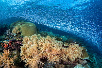 Silverside (Atherinidae) shoal massing over a coral reef, with Digitate leather coral (Sinularia sp.), evading a predator, Raja Ampat, West Papua, Ceram Sea, Pacific Ocean.