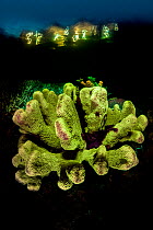 Coral fluorescence (Isopora sp.) at dusk, with lights of Misool Resort in background, Misool, Raja Ampat, West Papua, Ceram Sea, Pacific Ocean.
