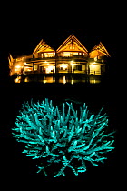 Coral fluorescence (Acropora sp.) at night, with lights from Misool Resort in background, Misool, Raja Ampat, West Papua, Ceram Sea, Pacific Ocean.