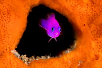 Magenta dottyback (Pictichromis porphyrea) peeking out from its home, a small hole in a sponge covered rock, Raja Ampat, West Papua, Ceram Sea, Pacific Ocean.