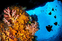 Soft corals (Dendronephthya sp.) and sponges (unidentified) growing beneath an overhang, with a shoal of Longfin batfish (Platax teira) behind, Raja Ampat, West Papua, Ceram Sea, Pacific Ocean.