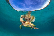Green turtle (Chelonia mydas) surfacing, lifting its head to breathe, Raja Ampat, West Papua, Ceram Sea, Pacific Ocean. Endangered.
