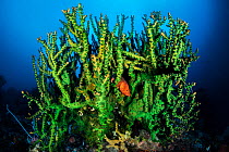 Coral grouper (Cephalopholis miniata) resting in its green coral (Tubastraea sp.) home, Raja Ampat, West Papua, Ceram Sea, Pacific Ocean.