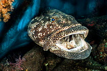 Malabar grouper (Epinephelus malabaricus) resting with mouth open, waiting to be cleaned by shrimps, Raja Ampat, West Papua, Ceram Sea, Pacific Ocean.