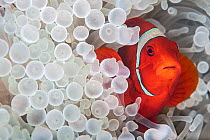 Spinecheek anemonefish (Premnas biaculeatus) female, looking out from the bleached tentacles of a Bulb tentacle sea anemone (Entacmaea quadricolor) on a coral reef. This bleaching occured in 2022, due...