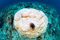 Boulder coral (Porites sp.) bleached on a coral reef as a result of elevated water temperatures, which cause the coral to expel its zooxanthellae. This bleaching occured in late 2022, due to warming w...