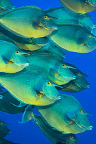 Bluespine unicornfish (Naso unicornis) shoal gathering in a spawning aggregation above a coral reef, Ras Mohammed National Park, Sinai, Egypt, Red Sea.
