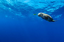 Dugong (Dugong dugon) male, swimming in open water accompanied by two juvenile Golden trevally (Gnathanodon speciosus), Marsa Mubarak, Marsa Alam, Egypt, Red Sea.