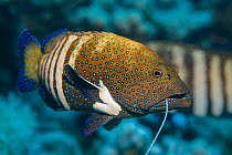 Peacock grouper (Cephalopholis argus) with fishing line caught in its mouth, Ras Mohammed National Park, Sinai, Egypt. Red Sea.
