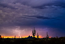Monsoon storm with multiple lightning strikes, photographed over a 15 minute period, at sunset with the Picacho Mountains in the background, Sonoran desert, Tucson, Arizona, USA. August.
