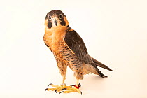 Red-capped peregrine falcon (Falco peregrinus babylonicus) portrait, Dubai Falcon Hospital. Captive, occurs in Asia.