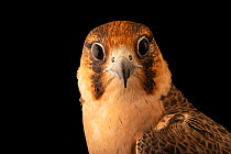 Shaheen peregrine falcon (Falco peregrinus peregrinator) head portrait, Dubai Falcon Hospital. Captive, occurs in Pakistan and India.
