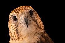 Eastern saker falcon (Falco cherrug milvipes) head portrait, Dubai Falcon Center, United Arab Emirates. Captive. Endangered.
