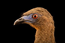 Sickle-winged guan (Chamaepetes goudotii tschudii) head portrait, Urku Center, Tarapoto, Peru. Captive.