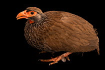 Red-necked francolin (Pternistis afer castaneiventer) male, portrait, Management of Nature Conservation, UAE. Captive, occurs in South Africa.