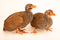 Red-necked francolin (Pternistis afer castaneiventer) pair, portrait, Management of Nature Conservation, UAE. Captive, occurs in South Africa.