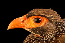 Red-necked francolin (Pternistis afer castaneiventer) male, head portrait, Management of Nature Conservation, UAE. Captive, occurs in South Africa.