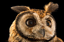 Striped owl (Asio clamator forbesi) head portrait, Nispero Zoo, Panama. Captive.