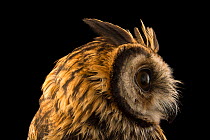 Striped owl (Asio clamator forbesi) head portrait, Nispero Zoo, Panama. Captive.