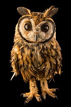 Striped owl (Asio clamator forbesi) portrait, Nispero Zoo, Panama. Captive.