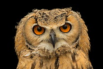 Rock eagle-owl (Bubo bengalensis) juvenile, head portrait, Plzen Zoo. Captive, occurs in India.