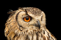 Rock eagle-owl (Bubo bengalensis) head portrait, Plzen Zoo. Captive, occurs in India.