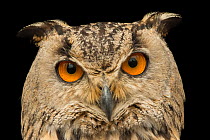 Eurasian eagle owl (Bubo bubo omissus) head portrait, Plzen Zoo. Captive, occurs in Turkmenistan and Iraq.