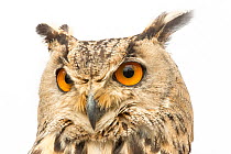 Eurasian eagle owl (Bubo bubo omissus) head portrait, Plzen Zoo. Captive, occurs in Turkmenistan and Iraq.