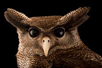 Malay eagle owl (Bubo sumatranus sumatranus) head portrait, Jurong Bird Park, Singapore. Captive.