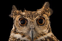 South American great horned owl (Bubo virginianus nacurutu) head portrait, Parque Jaime Duque, Colombia. Captive.