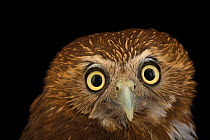 Ferruginous pygmy owl (Glaucidium brasilianum) head portrait, National Aviary of Colombia. Captive.